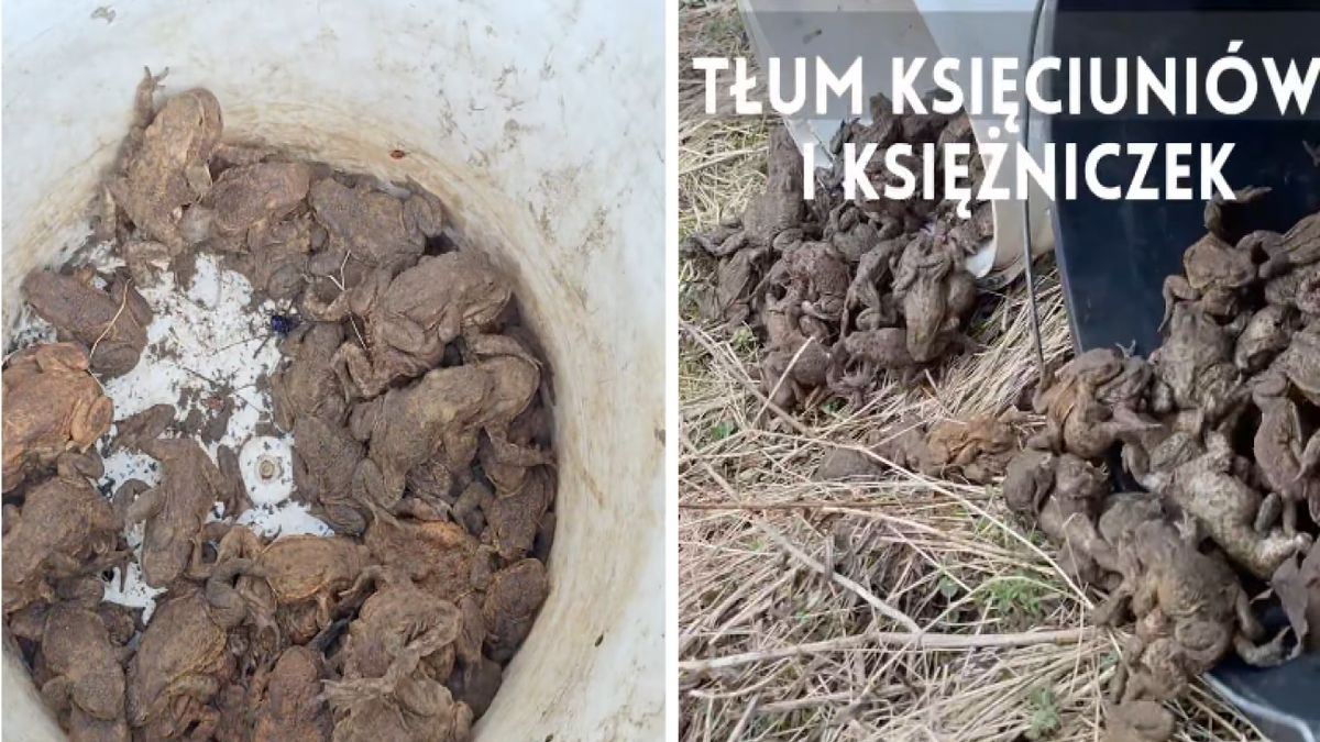 Leśnicy i wolontariusze pomagają płazom