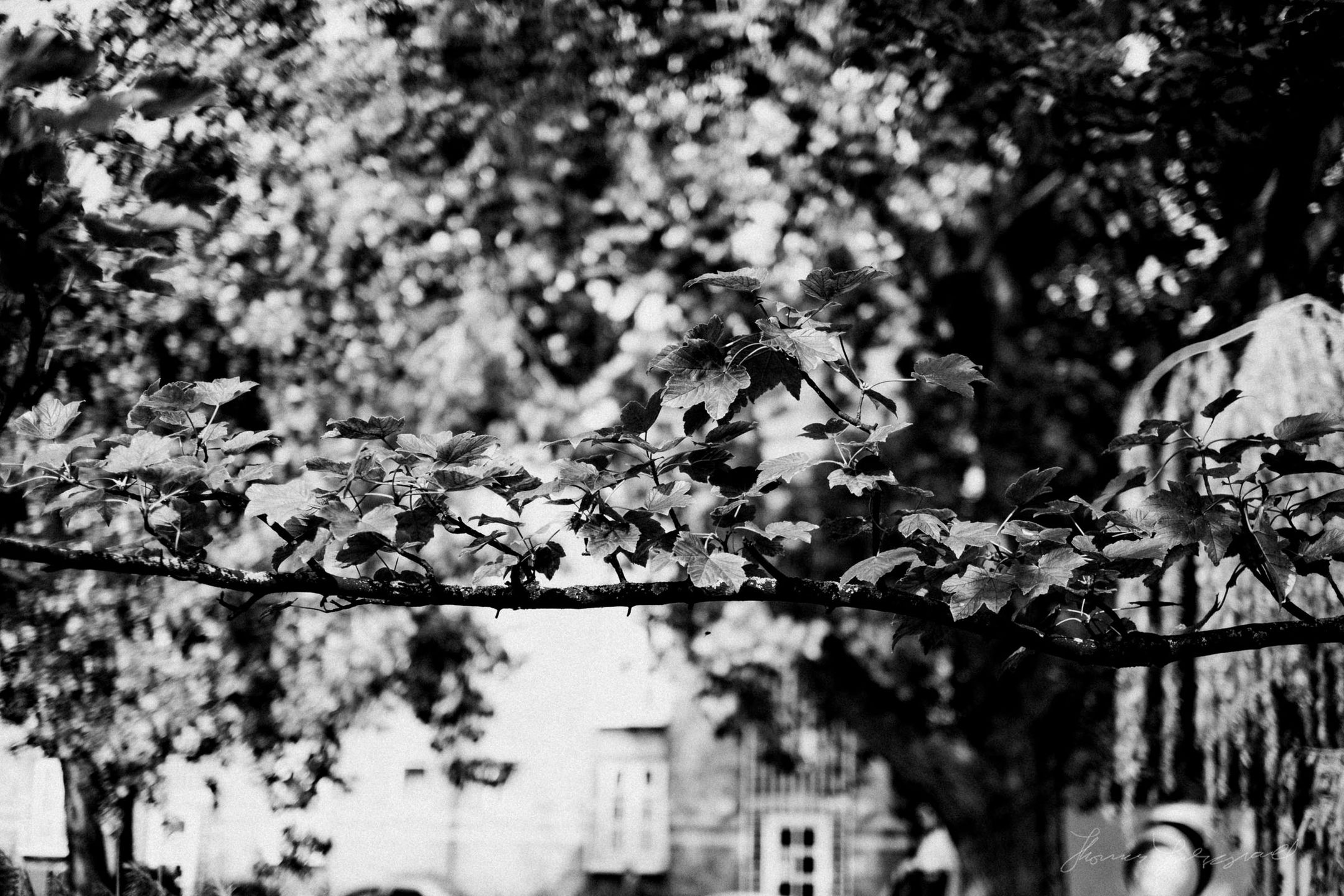 30 nowych darmowych presetów do Lightrooma od kolejnego ambasadora Fujifilm 9