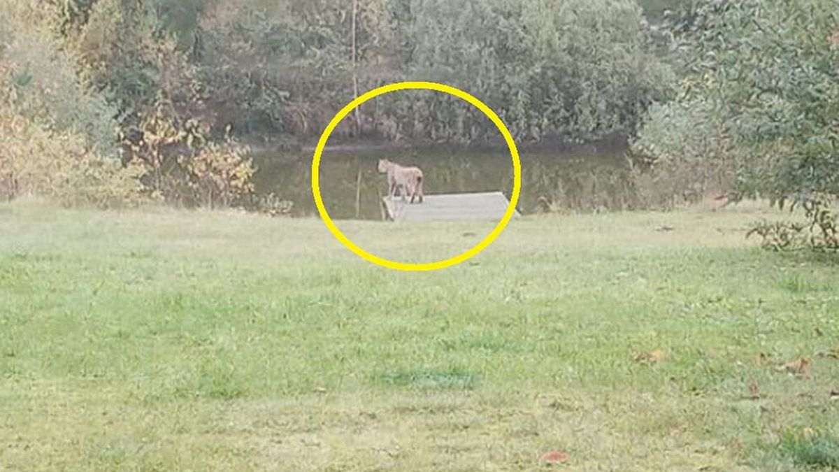 Zobaczył go w lesie. Do tej pory przeciera oczy ze zdumienia. 
