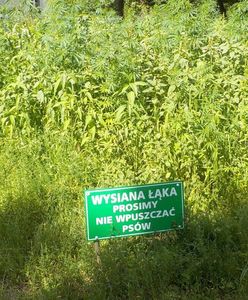 Warszawa. Plantacja marihuany z tabliczką "Wysiana łąka, prosimy nie wpuszczać psów"