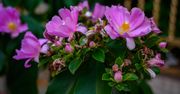 "Rose cactus" zachwyca kwiatami. Mało kto wie, że to… kaktus