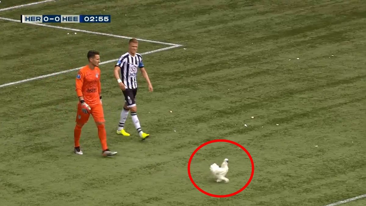 Twitter / twitter.com/FOXSportsnl / Kogut na meczu Heracles - Heerenveen