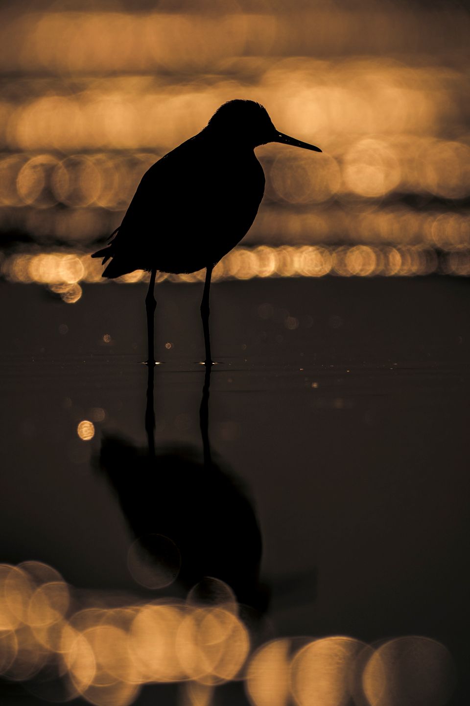 Ćwierć morgi błota, czyli o fotografowaniu ptaków 8