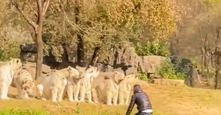 Ten turysta postradał zmysły. Świadkowie patrzyli z przerażeniem [WIDEO]