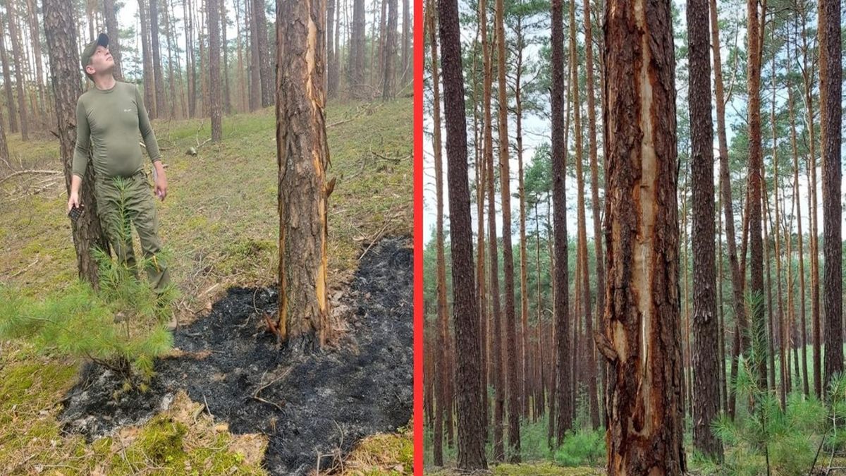 Pokazał jak wygląda drzewo po uderzeniu pioruna