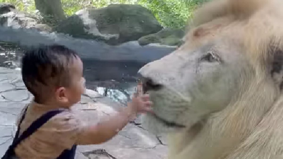 Dziecko nie wystraszyło się lwa