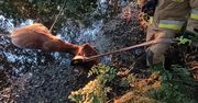 Krowa wpadła do stawu pod Gorzowem. Na pomoc ruszyli strażacy