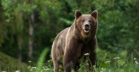 Atak niedźwiedzia na Słowacji. Wskoczył mężczyźnie na plecy