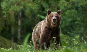 Atak niedźwiedzia na Słowacji. Wskoczył mężczyźnie na plecy