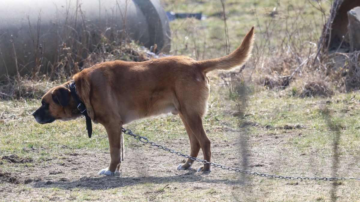 Pies trzymany na łańcuchu