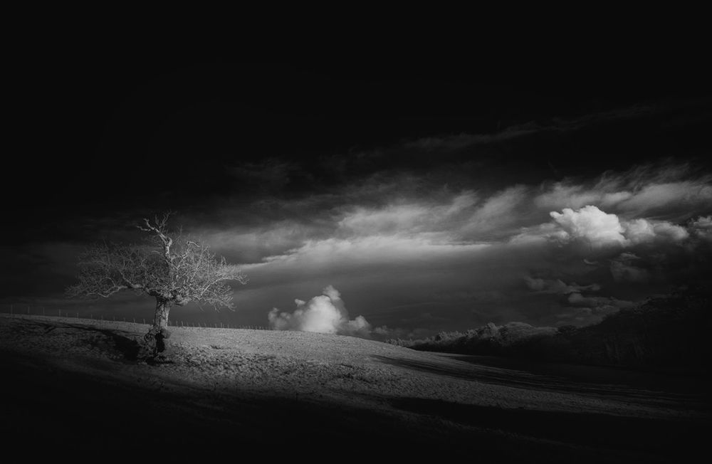 Na ile sposobów można fotografować to samo drzewo? 9
