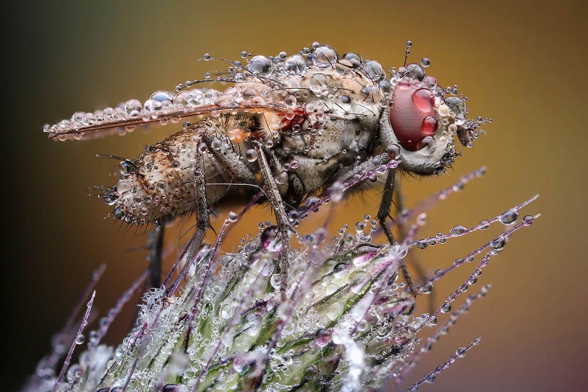 Macro Art Photo Project 2019, czyli najpiękniejsze ujęcia makro 10