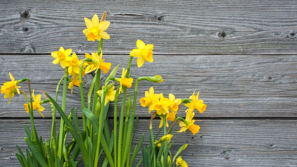 Żonkile mają aktywną substancję chroniącą przed rakiem