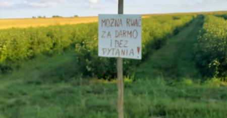 "Można rwać za darmo i bez pytania". Powód tej promocji zwala z nóg