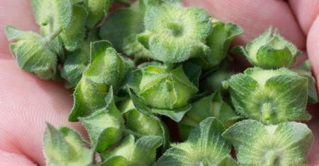 Kiedyś zajadały się nim wszystkie dzieci. Dziś "boży chlebek" traktujemy jak chwast