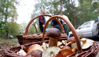 Eldorado dla grzybiarzy. Szykuje się prawdziwy wysyp
