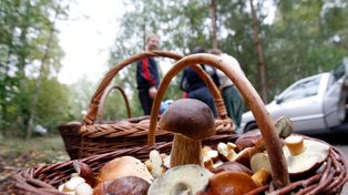 Eldorado dla grzybiarzy. Szykuje się prawdziwy wysyp