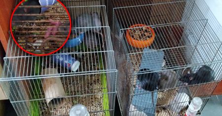 Skandal w sklepie zoologicznym. Tak przetrzymywali zwierzęta