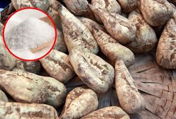 Kryzys na rynku cukru. Plantatorzy walczą o przetrwanie