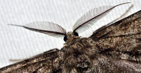 Nocne świecenie na owady - Zielona Łódź zaprasza