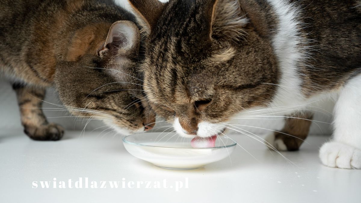 Czy koty mogą pić mleko?
