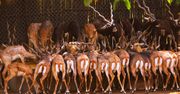 Łódź: Inwestycja w zoo. Afrykańska sawanna z żyrafami i antylopami