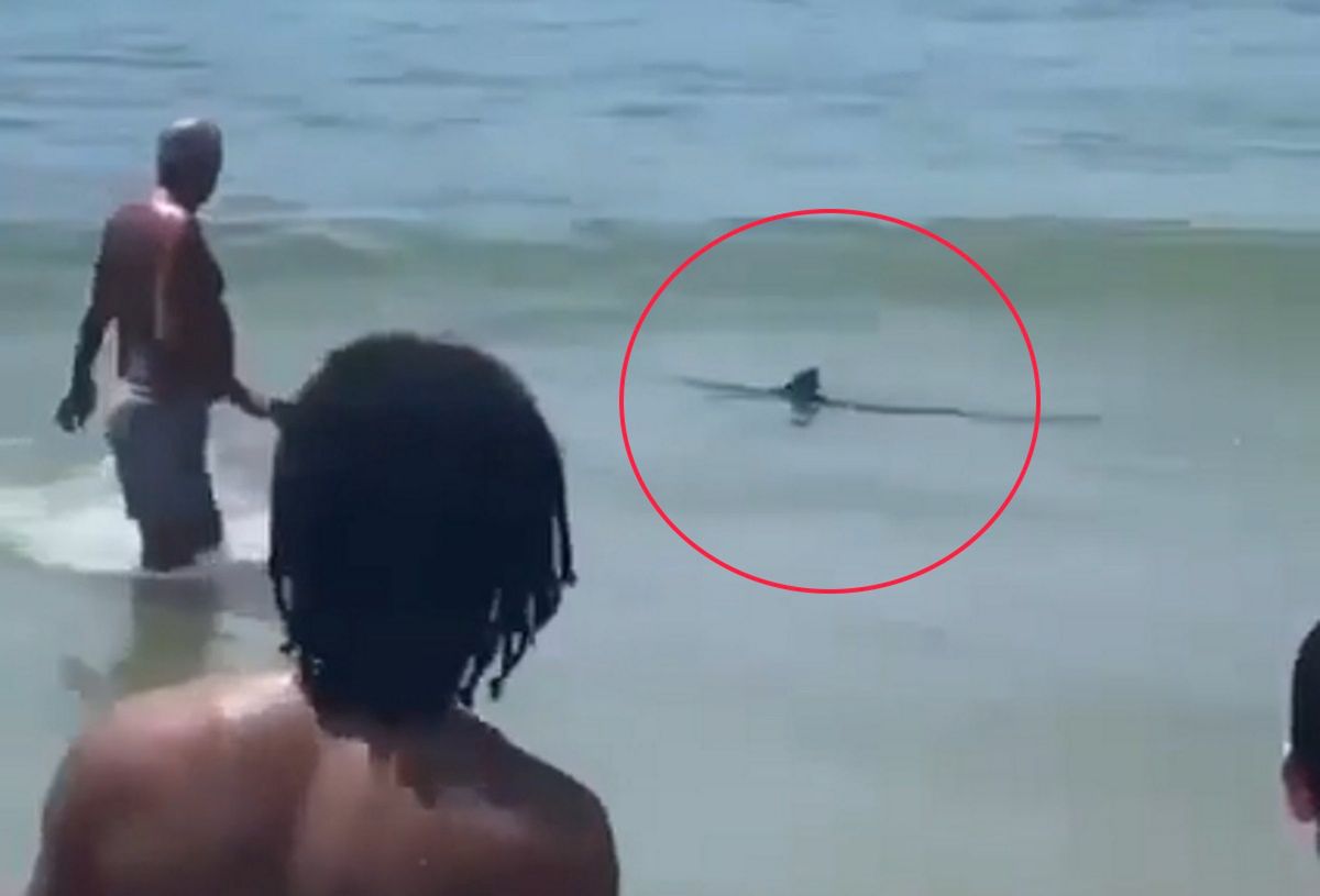 Turysta podszedł bardzo blisko rekina