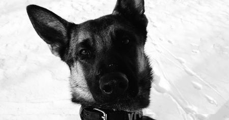 Policjanci żegnają Kanwę. "Dziękujemy za oddaną służbę"