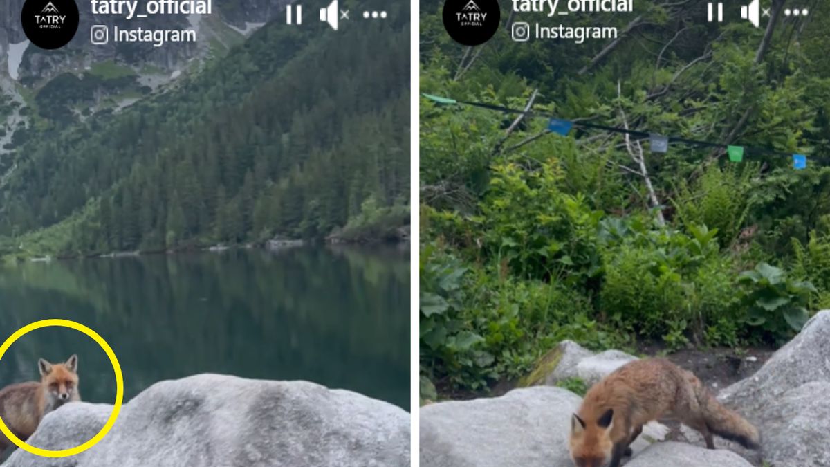 Niezwykłe spotkanie w Tatrach. Spotkali lisa nad Morskim Okiem