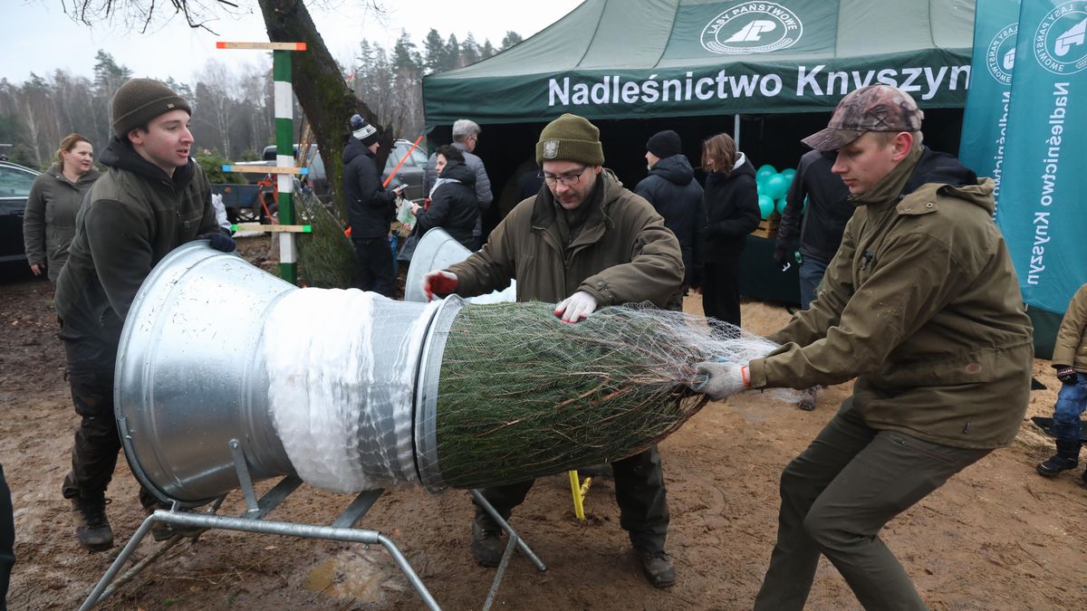 uczestnicy akcji
Artur Reszko
akcja, Bo�e Narodzenie, choinka, choinki, Choinkobranie, drzewko, Lasy Pa�stwowe, Przewalanka, RDLP, Regionalnej Dyrekcji Las�w Pa�stwowych, samodzielne wycinanie, bo�onarodzeniowe
