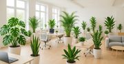 Przestrzeń open space. Najlepsze rośliny do aranżacji wnętrza