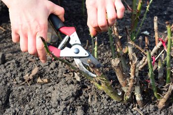 Marzec w ogrodzie. Jak przycinać rośliny, by zachwycały jak z katalogu?