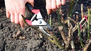 Marzec w ogrodzie. Jak przycinać rośliny, by zachwycały jak z katalogu?