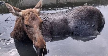 Samica łosia uwięziona w bagnie
