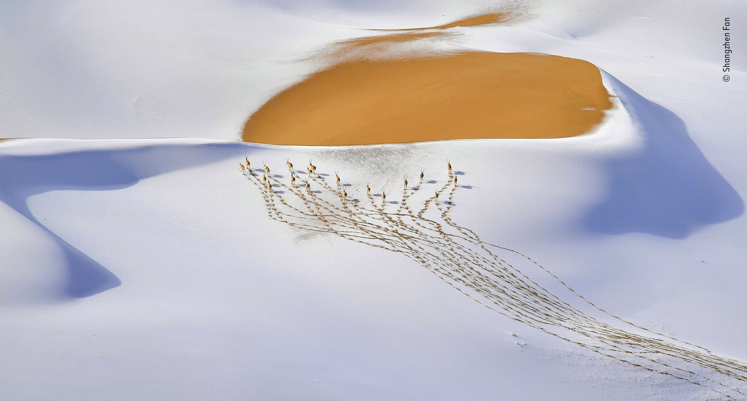 Najlepsze zdjęcia dzikiej przyrody - znamy zwycięzców Wildlife Photographer of the Year 2019 3