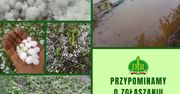 Gradobicie zdewastowało pola na Dolnym Śląsku. Izby apelują o pilne zgłaszanie strat