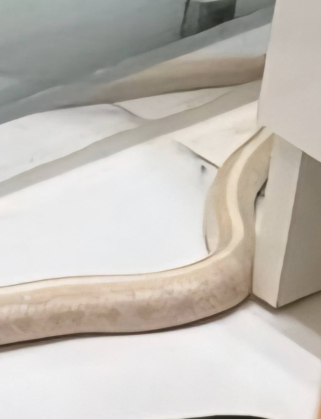 Wąż w łazience w Elblągu 