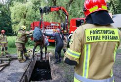 Nietypowa akcja strażaków. Koń wpadł do kanału burzowego