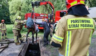 Nietypowa akcja strażaków. Koń wpadł do kanału burzowego