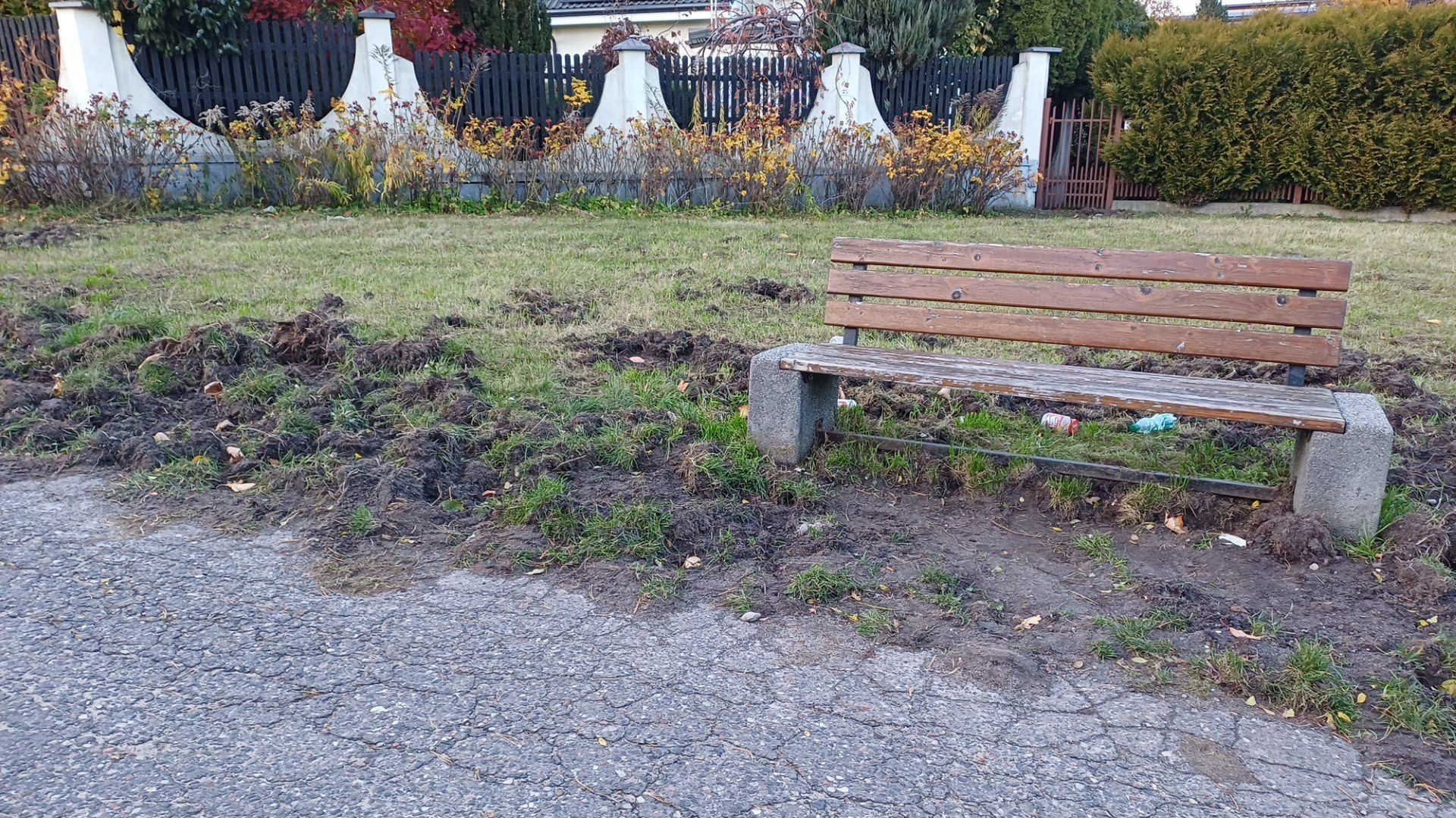 Ziemia przeryta przez dziki w pobliżu domków jednorodzinnych 