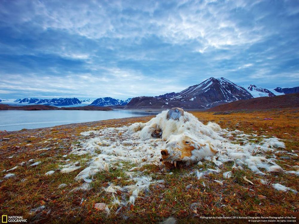 Fotografie natury, która nie przestaje zachwycać. Oto finałowe prace konkursu National Geographic Nature Photographer of the Year 2016 42