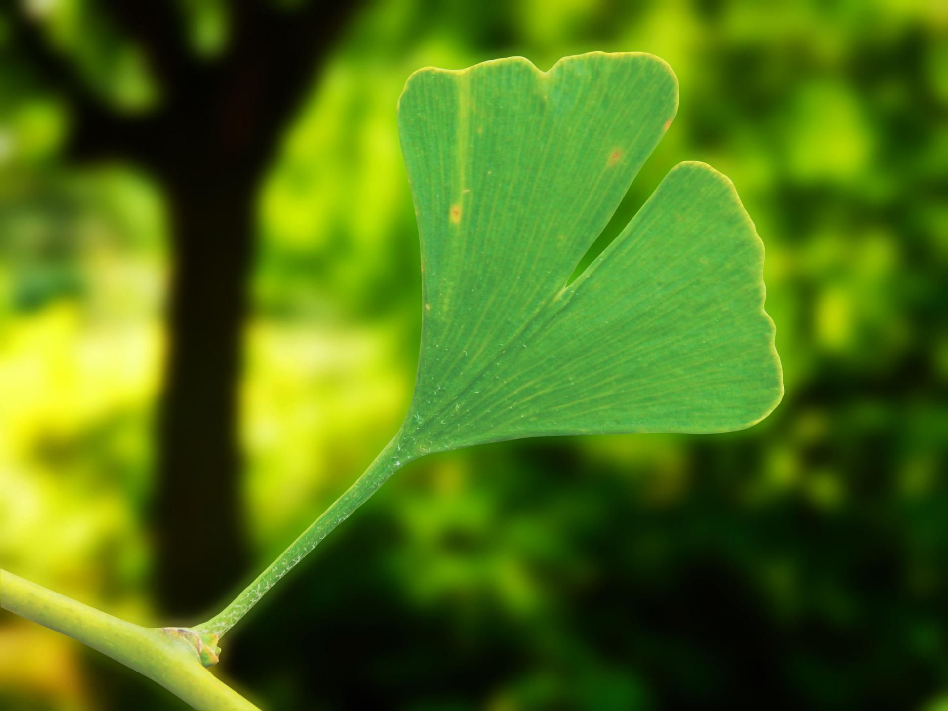 Gingko biloba i leki przeciwzakrzepowe to połączenie, które może prowadzić do krwawień
