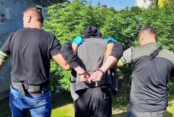 Uprawiał marihuanę w centrum miasta. Policjanci zabezpieczyli kilka 2-metrowych krzewów i 110 gramów suszu