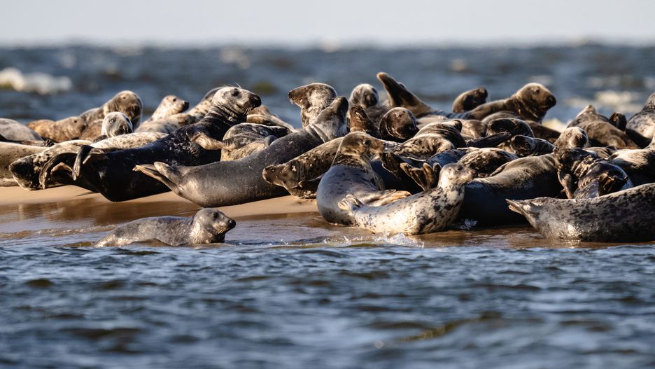 Mewia Łacha w pobliżu Mikoszewa, ulubione miejsce plażowania fok