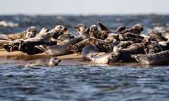 Są ich setki, ludzie jadą je oglądać. Niezwykły widok na Bałtyku