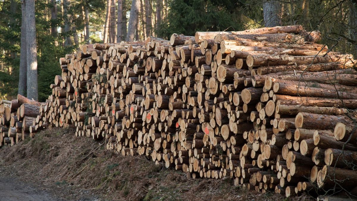Nawet niespełna 300 lat mają drzewa wycięte przez Lasy Państwowe w Bieszczadach