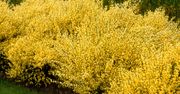 Przypomina forsycję i bujnie kwitnie. Żarnowiec miotlasty jest piękną ozdobą ogrodów