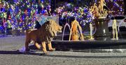 Nowy Sącz: Świąteczny blask. Willa Korala znów zachwyca iluminacjami