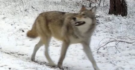 Wilk nagle spojrzał. Oto co stało się po chwili