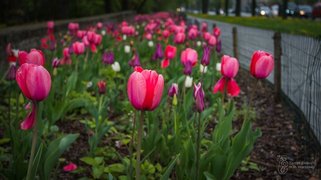 Warszawa w tulipanach. Stolicę zalało morze kwiatów [GALERIA]